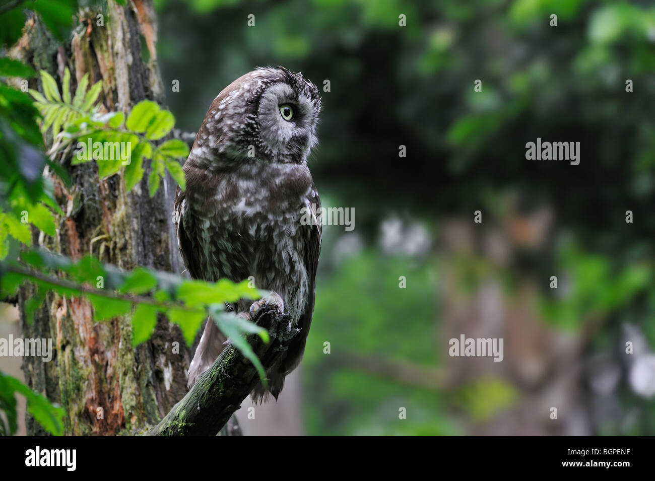 Tengmalm's Owl (Aegolius funereus) perched in tree in forest Stock Photo