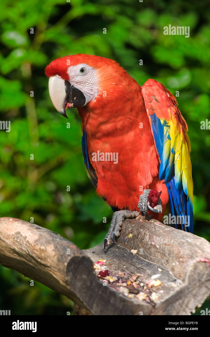 Scarlet Macaw Ara macao Stock Photo