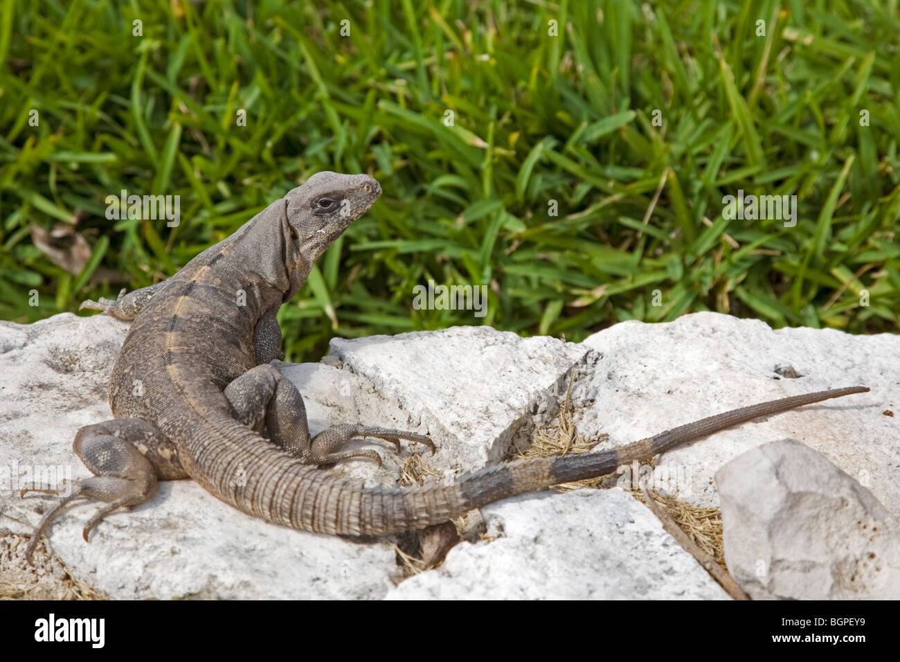 Black Spiny Tailed Iguana Ctenosaura similis sunning at the ruins of Tulum Yucatan Mexico Stock Photo