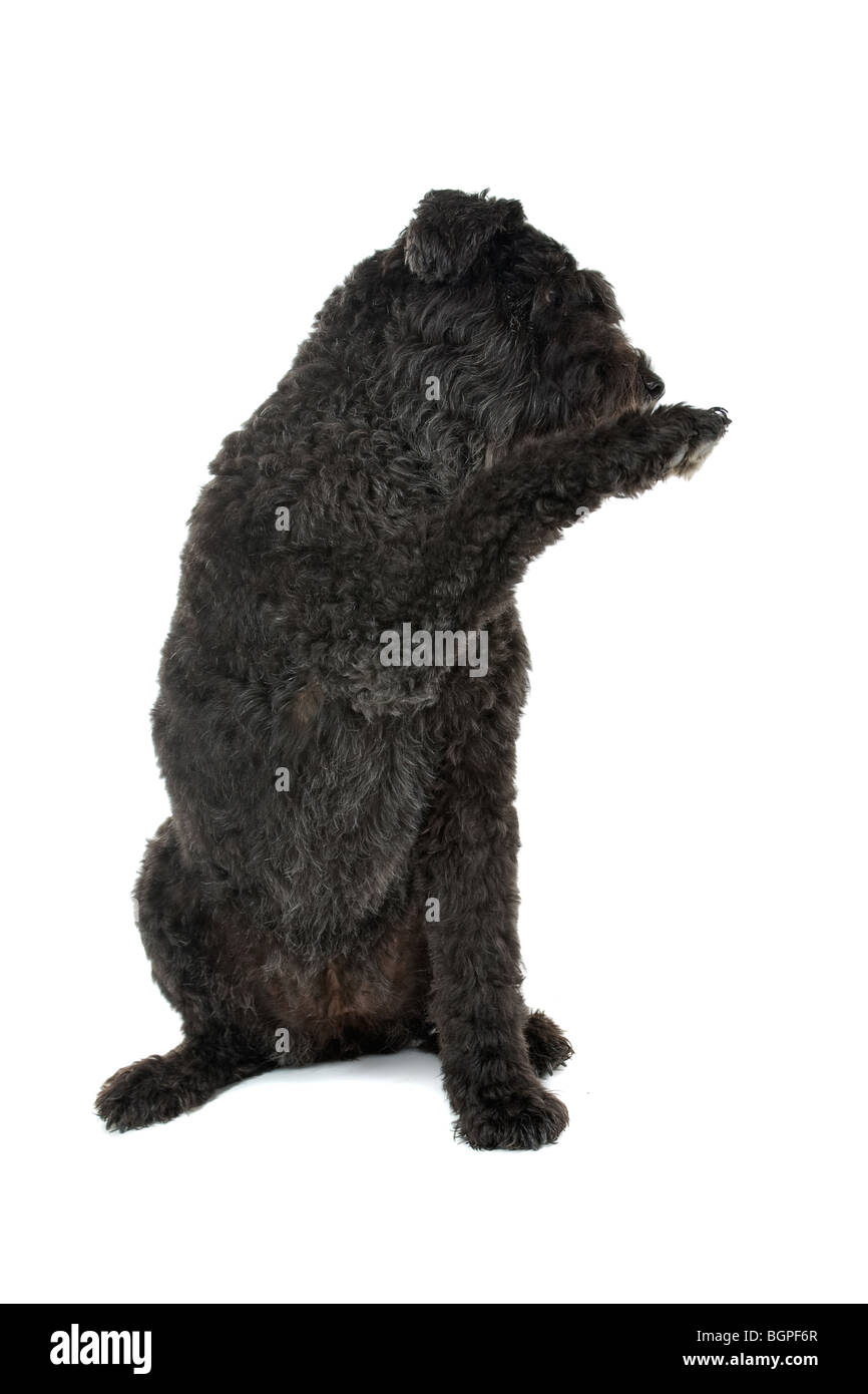 Bouvier des Flandres dog isolated on white background. Stock Photo