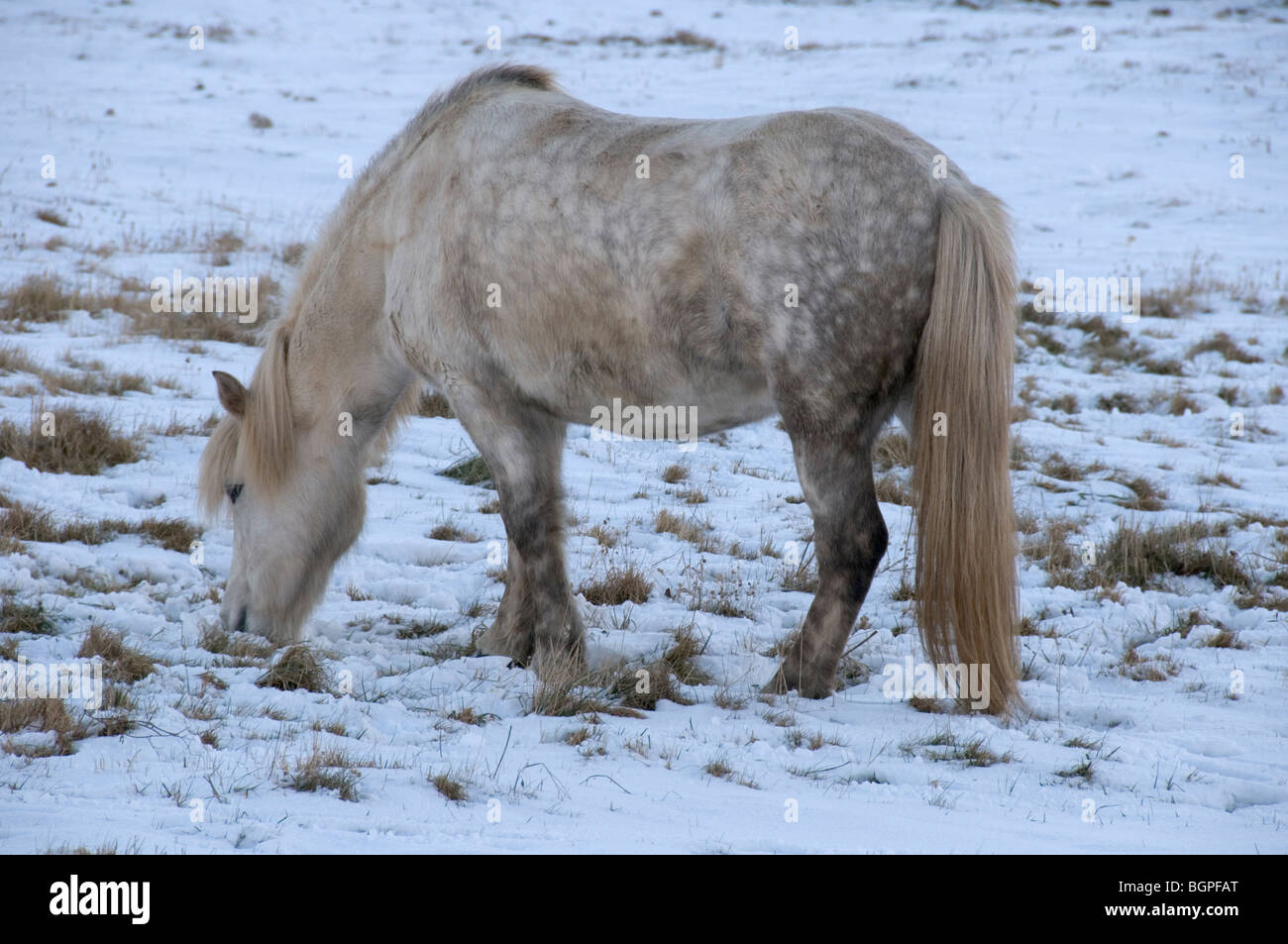 Icelandic pony cropping grass, Iceland Stock Photo