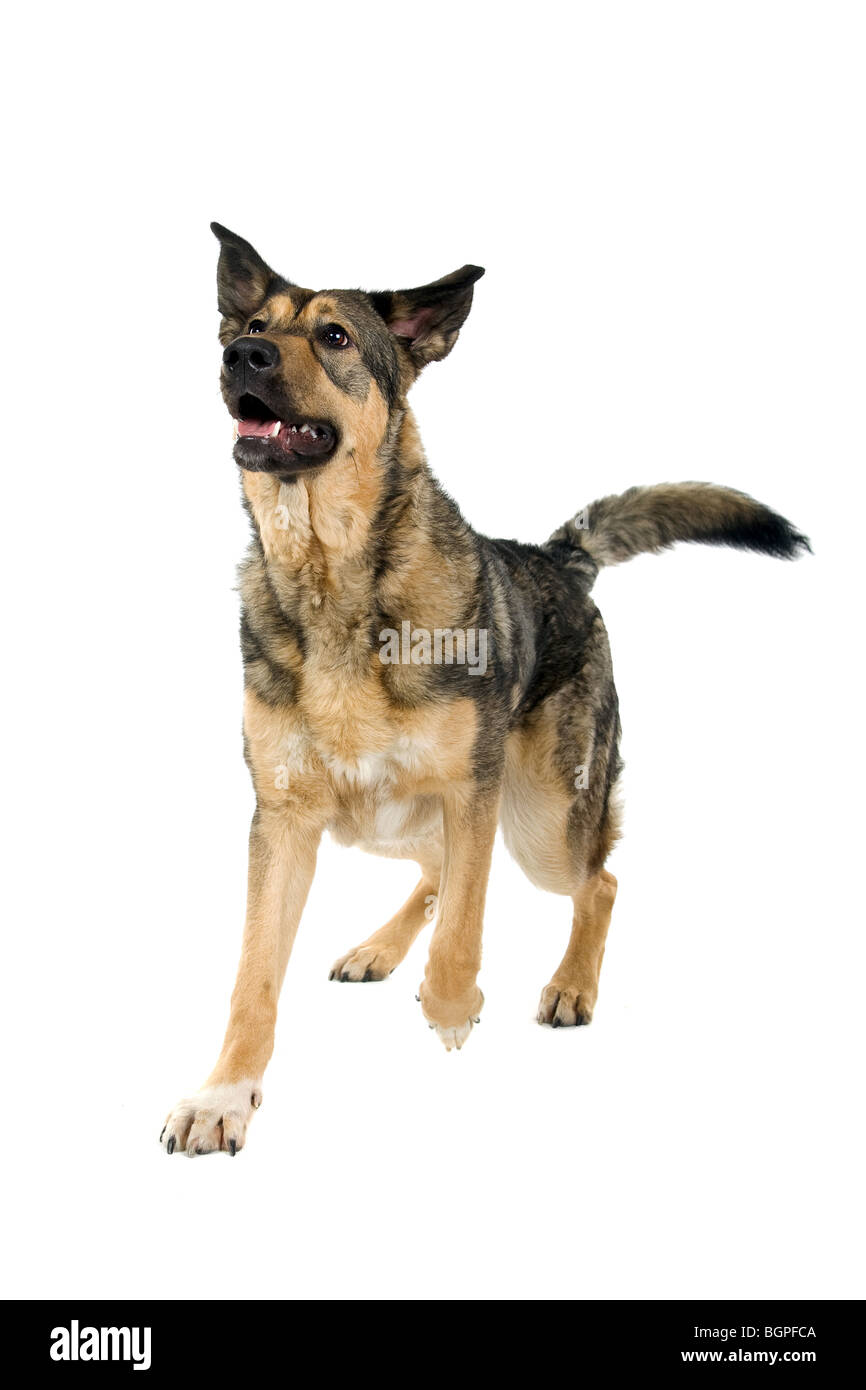 Closeup of mixed breed juvenile German Shepherd dog isolated on white background. Stock Photo