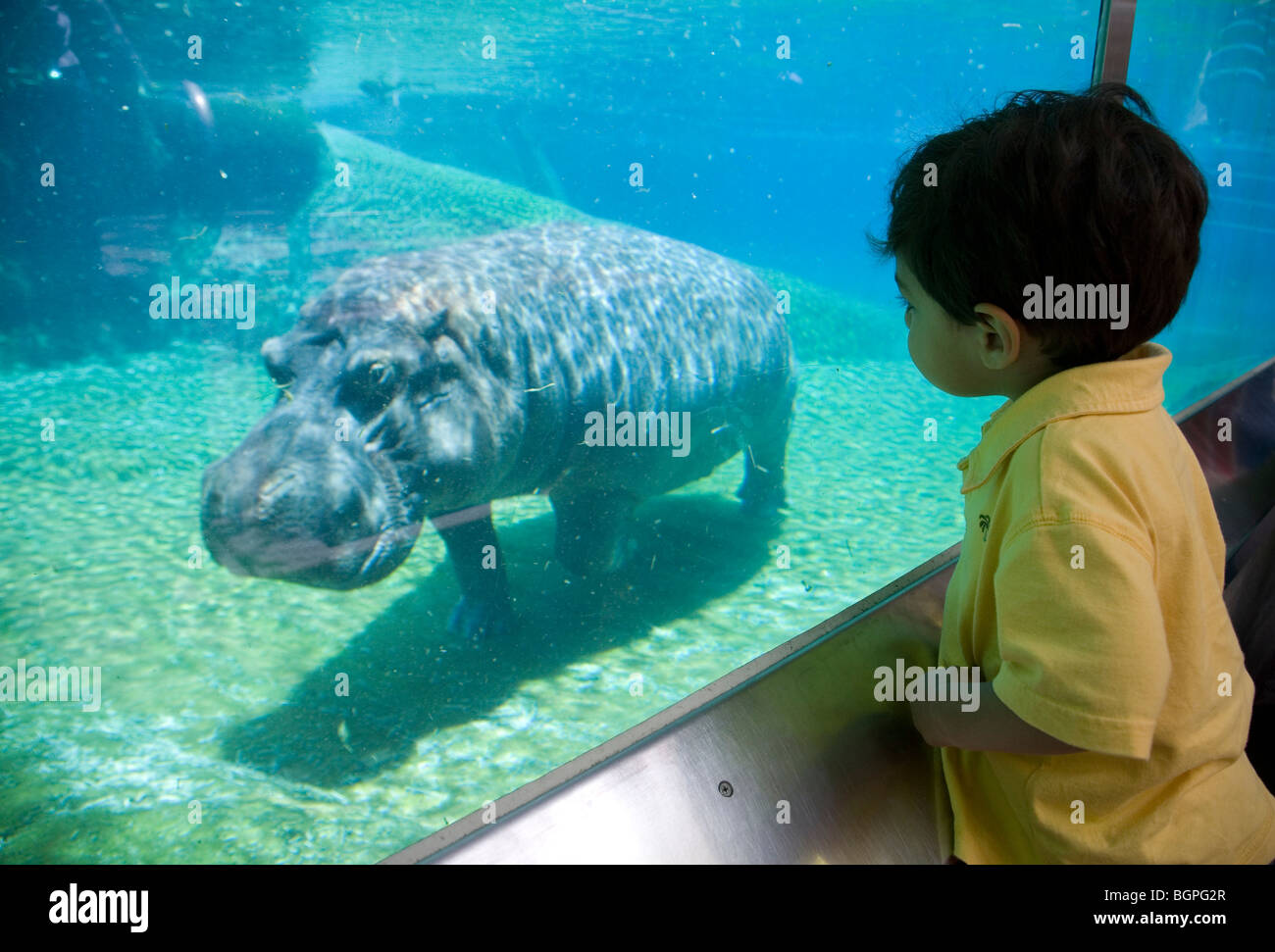 Two Year Old boy looking at Hippopotamus in exhibit, San Diego Zoo, San Diego, California (MR) Stock Photo