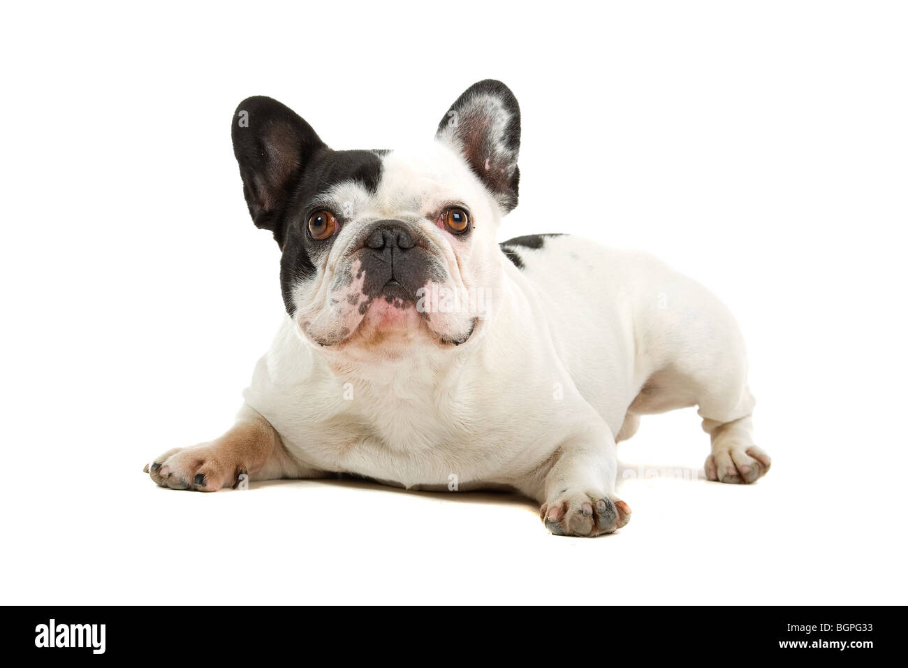 Closeup of French Bulldog isolated on white background Stock Photo
