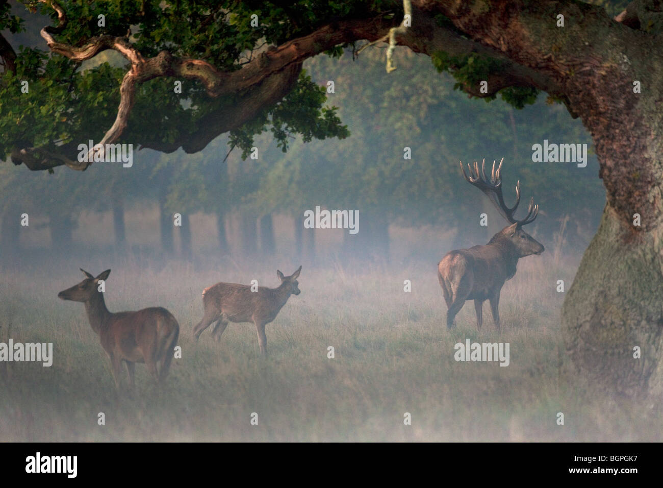 Red deer (Cervus elaphus) stag herding hinds at forest edge in the mist during the rut in autumn Stock Photo