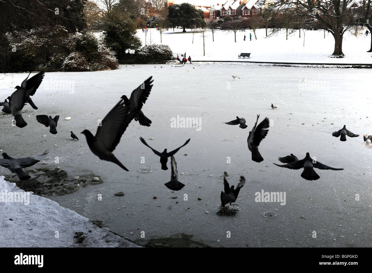 Pigeons take off from a frozen pond at Queens Park Brighton Sussex UK January 2010 Stock Photo