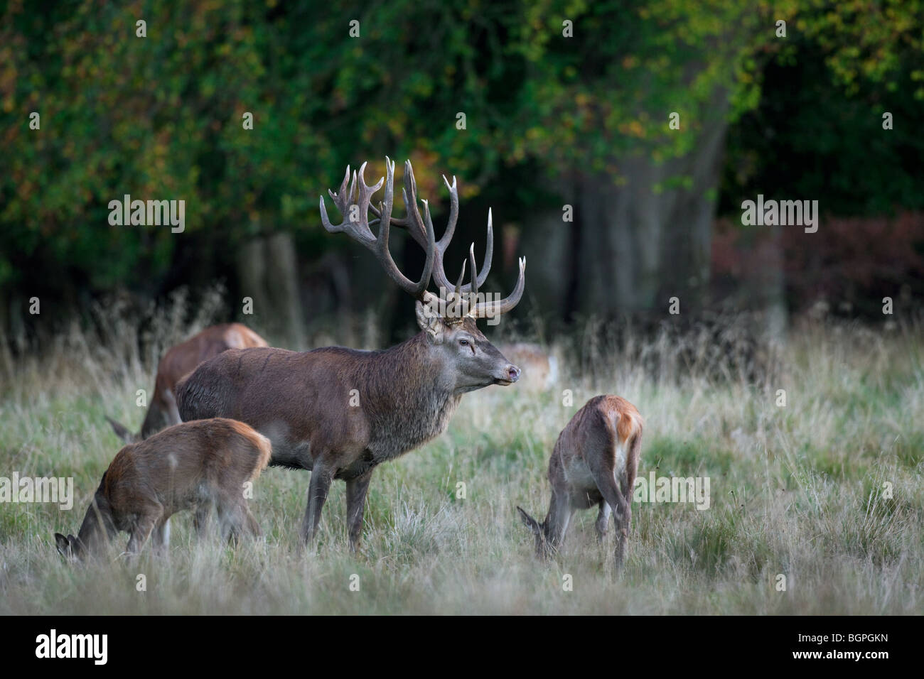 Red deer (Cervus elaphus) stag herding hinds at forest edge during the rut in autumn Stock Photo