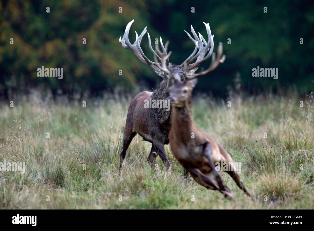 Red deer (Cervus elaphus) stag chasing away young competitor during the rut in autumn Stock Photo