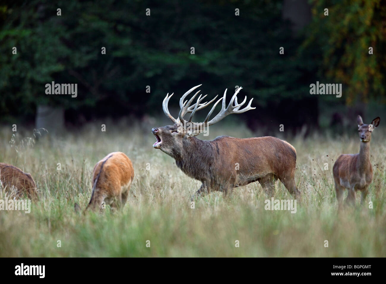 Red deer (Cervus elaphus) stag herding hinds at forest edge during the rut in autumn Stock Photo