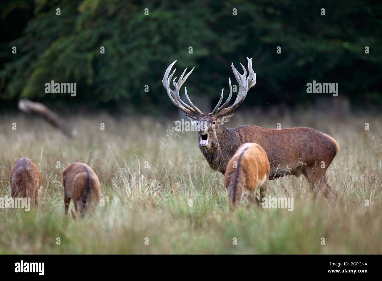 Red deer (Cervus elaphus) stag herding hinds at forest edge during the rut in autumn, Denmark Stock Photo