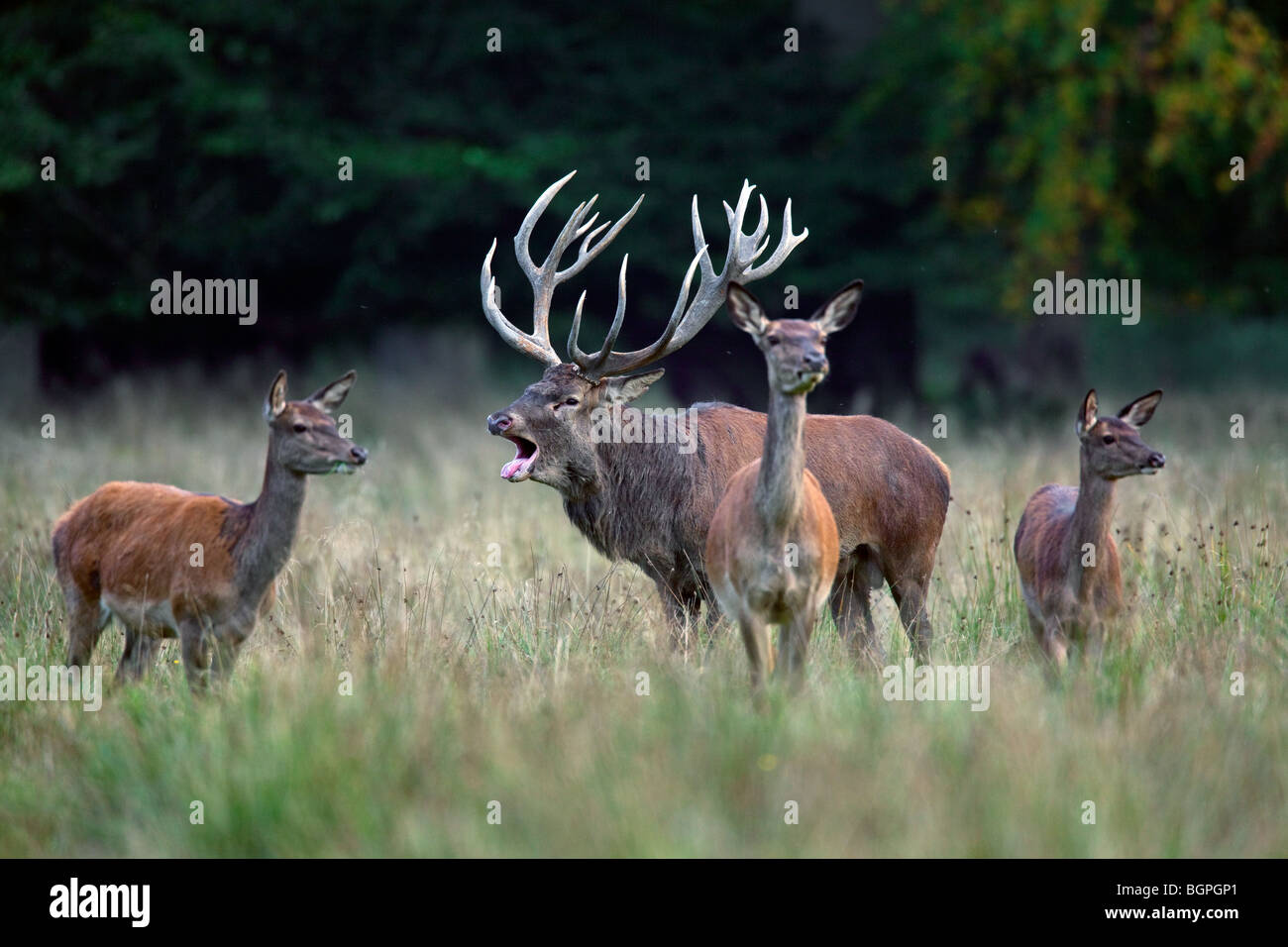 Red deer (Cervus elaphus) stag herding hinds at forest edge during the rut in autumn, Denmark Stock Photo