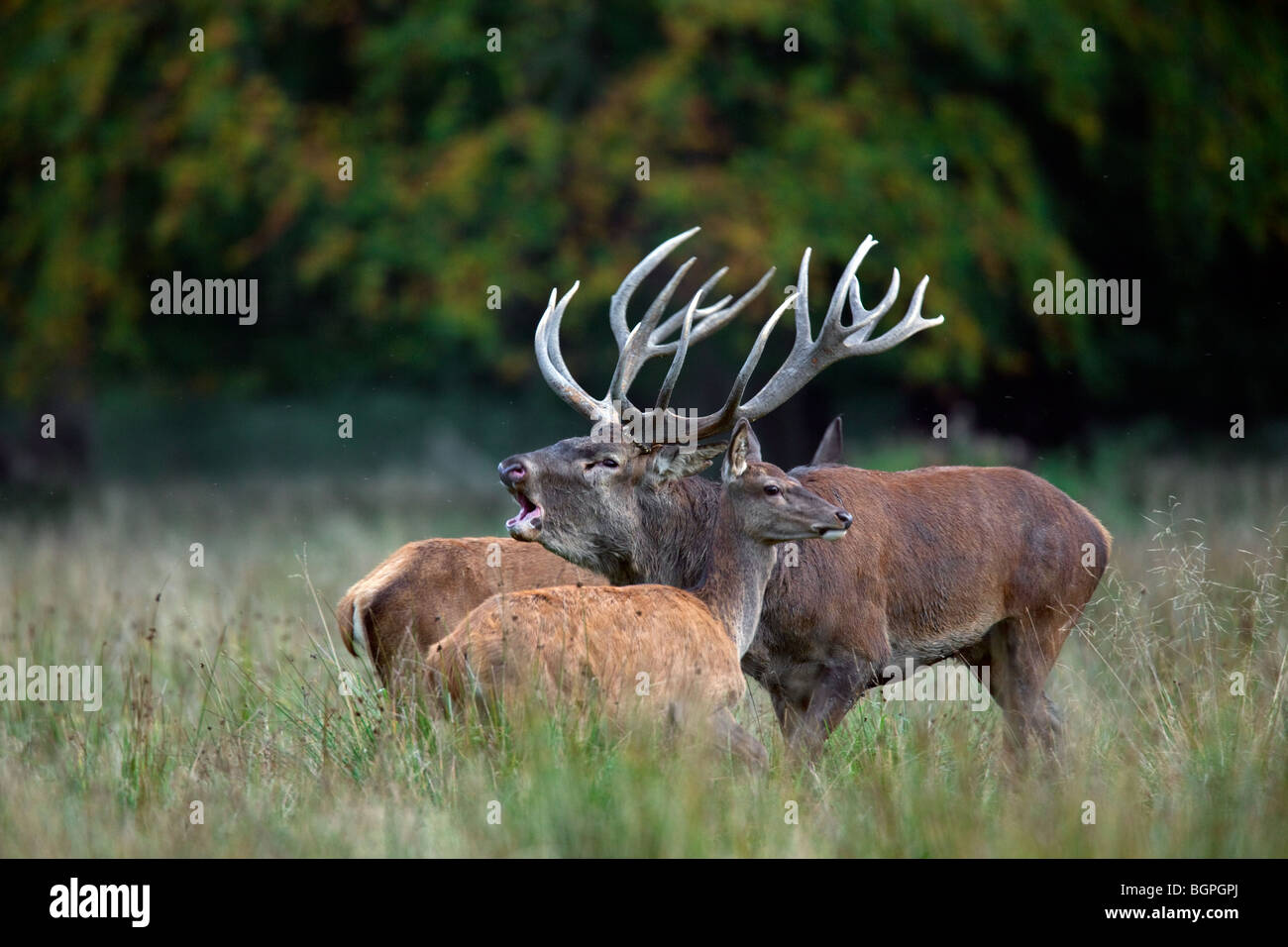 Red deer (Cervus elaphus) stag herding hinds at forest edge during the rut in autumn, Denmark Stock Photo