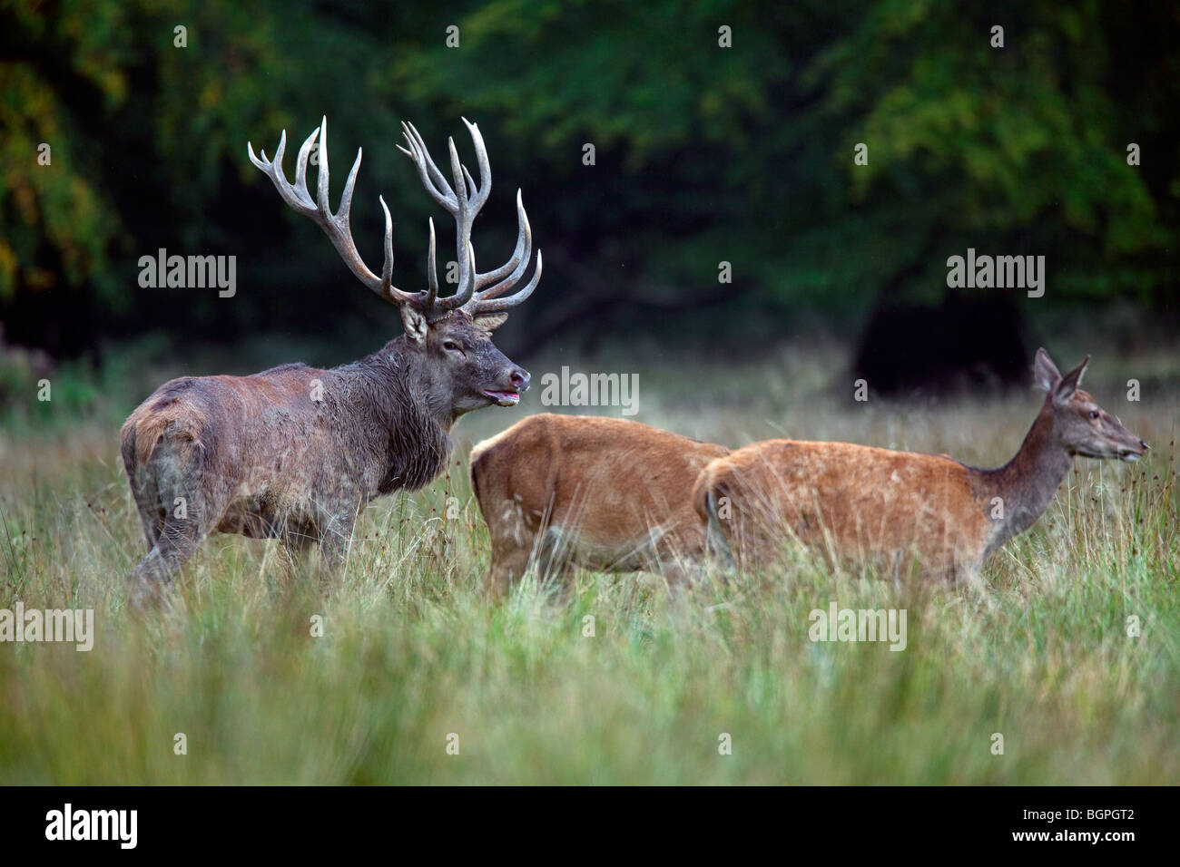 Red deer (Cervus elaphus) stag herding hinds at forest edge during the rut in autumn Stock Photo