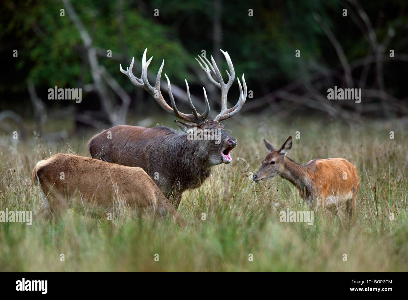 Red deer (Cervus elaphus) stag herding hinds at forest edge during the rut in autumn, Denmark Stock Photo