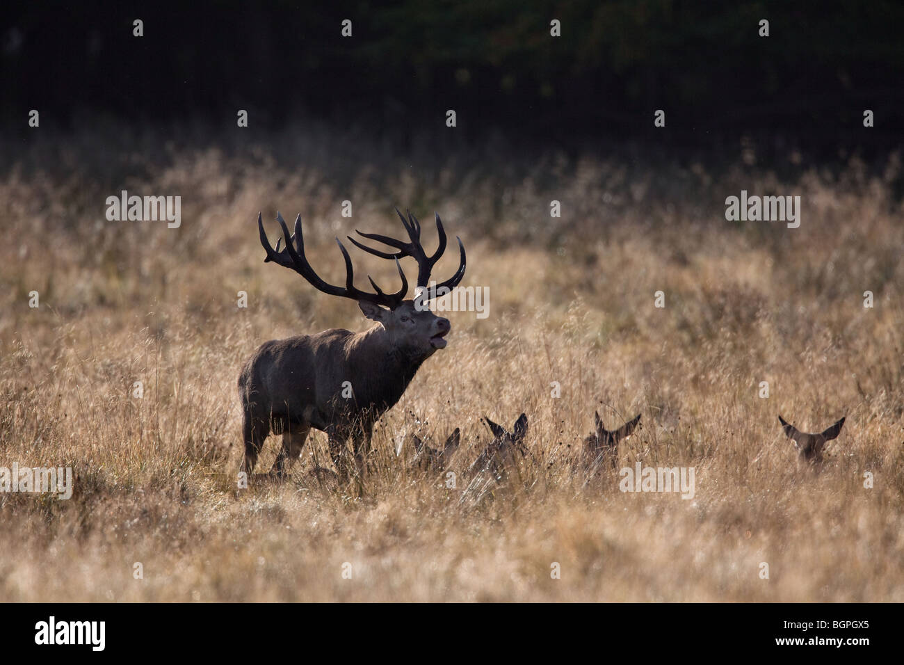 Red deer (Cervus elaphus) stag herding hinds at forest edge during the rut in autumn, Denmark Stock Photo