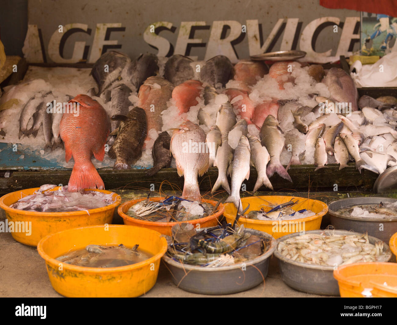 Fresh fish, Cochin, Kerala, India Stock Photo Alamy