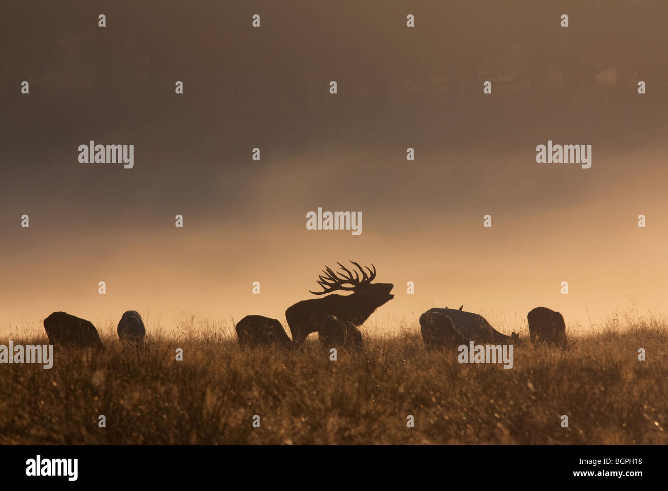 Silhouettes of red deer (Cervus elaphus) stag with hinds in morning mist during the rut in autumn, Denmark Stock Photo