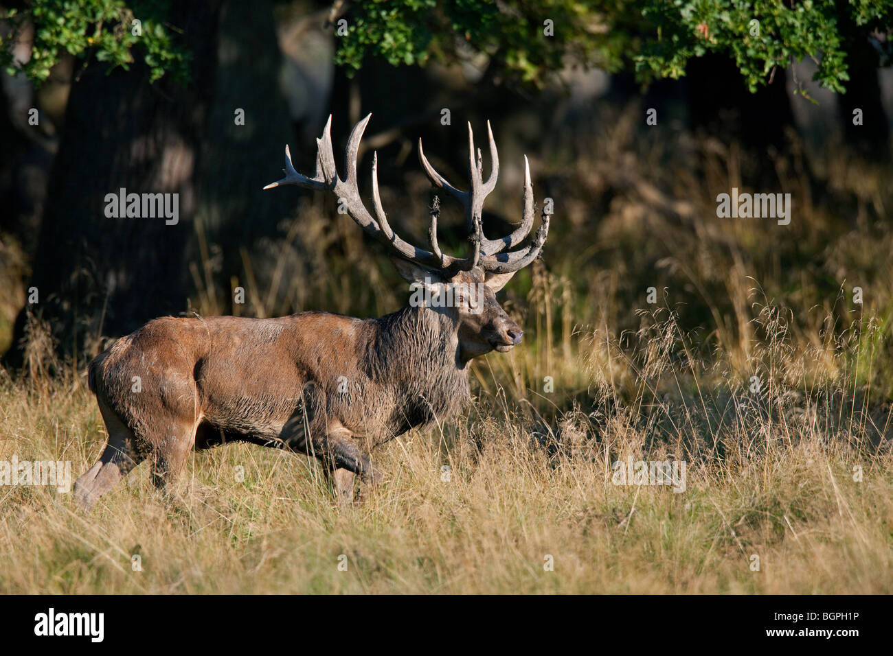 Red deer (Cervus elaphus) stag covered in mud at forest's edge during the rut in autumn Stock Photo
