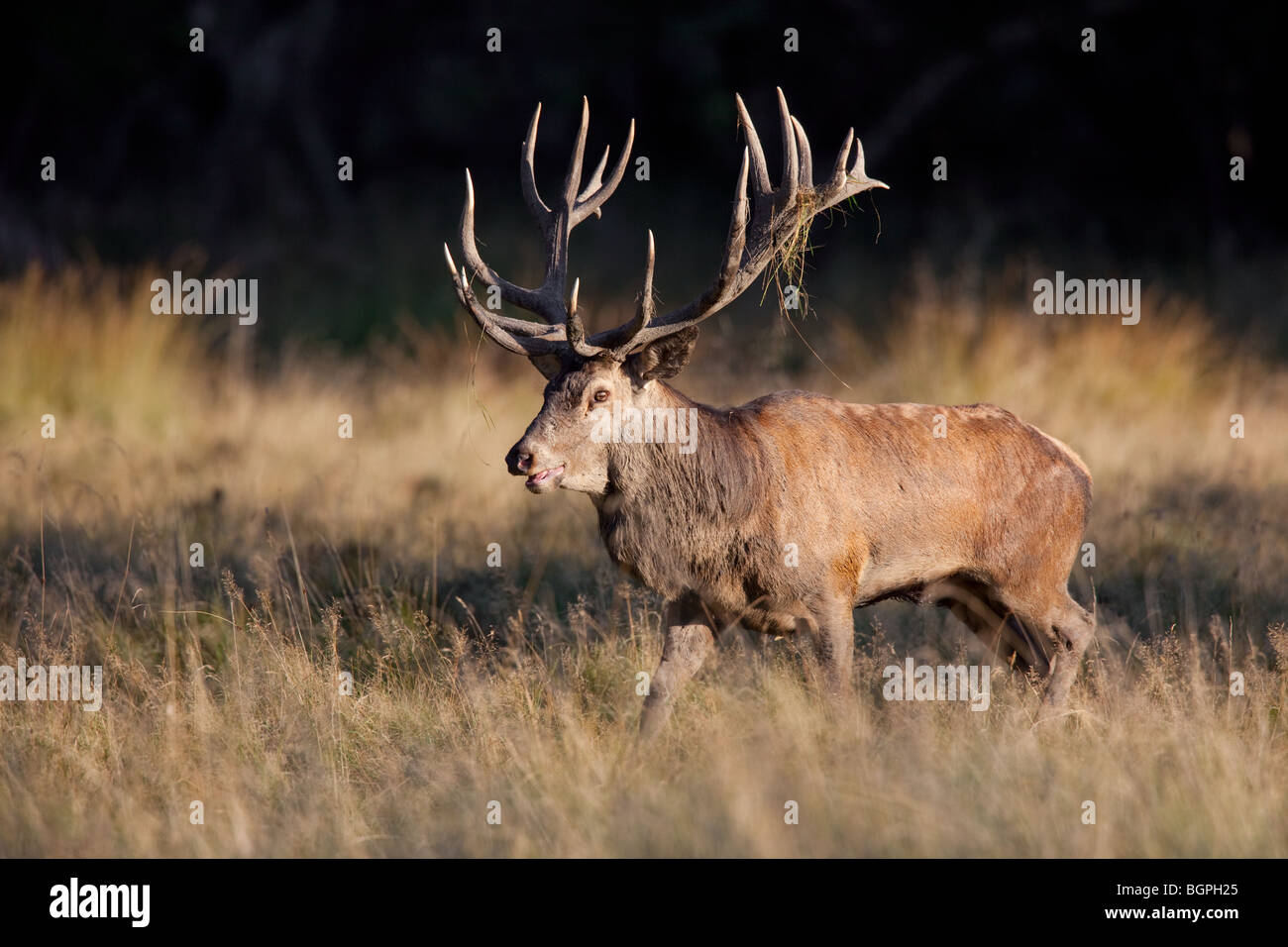 Red deer stag (Cervus elaphus) standing at the forest's edge covered in mud during the rut in autumn Stock Photo