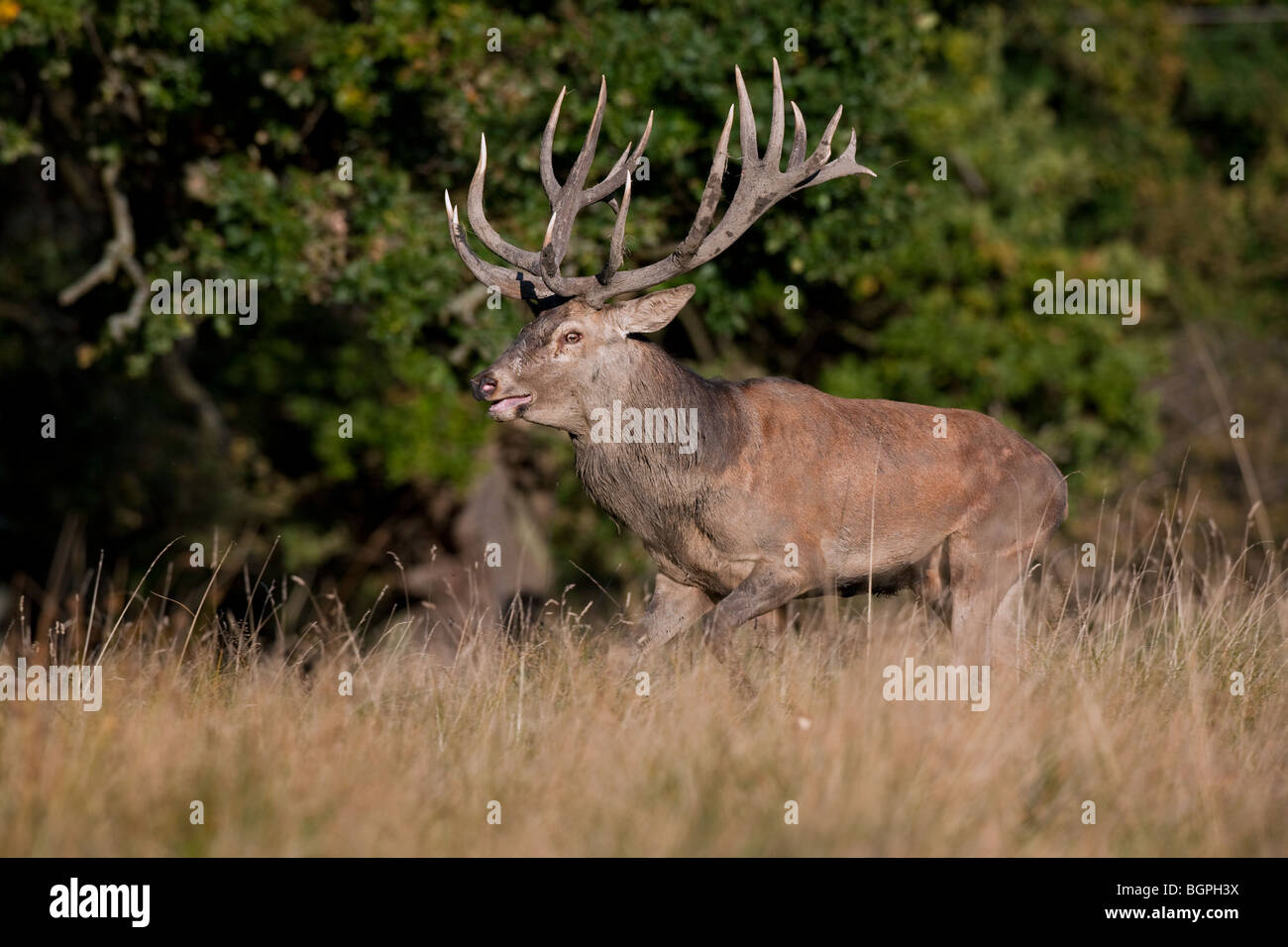 Red deer (Cervus elaphus) stag during the rut in autumn forest, Denmark Stock Photo