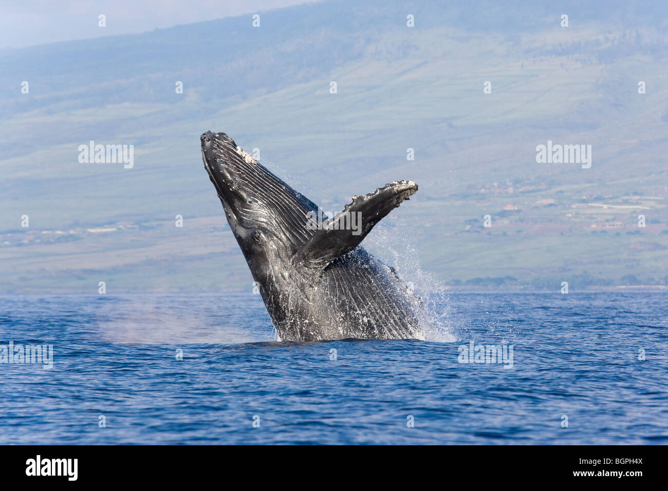humpback whale breaching in maui hawaii Stock Photo
