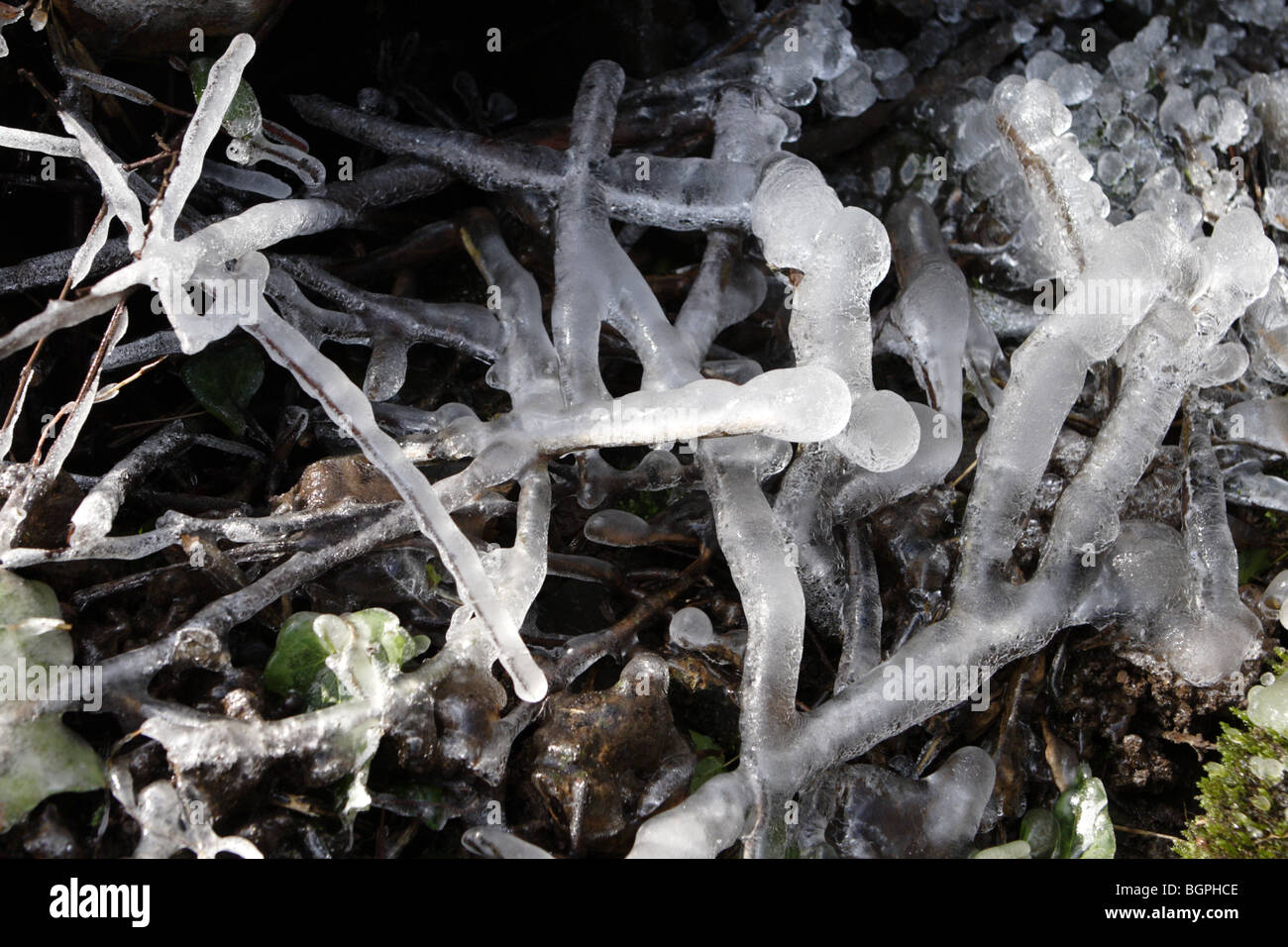 Sticks covered in ice in southhole hartland devon Stock Photo Alamy