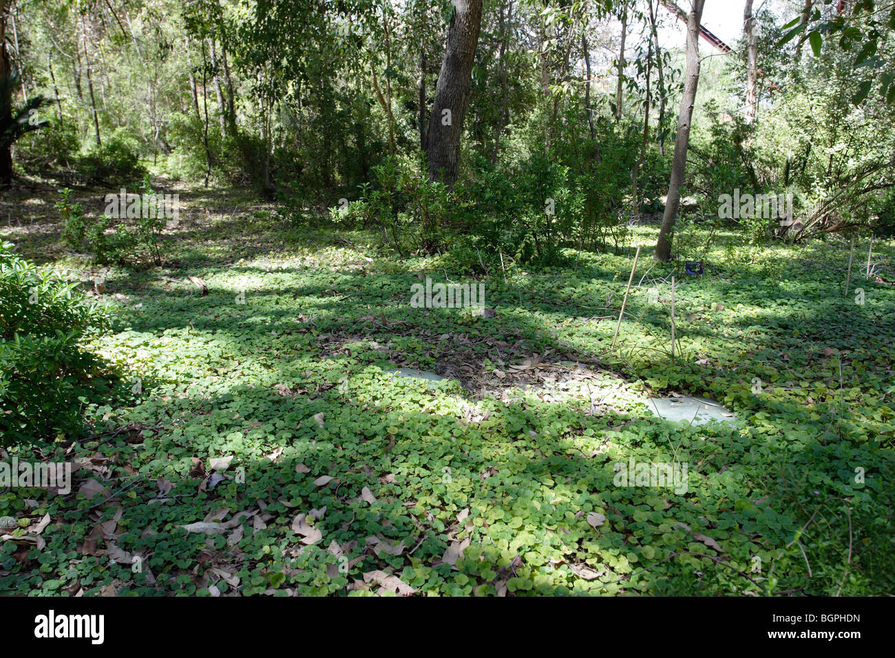 Forest floor covered with small plants at Kings Park in Perth, Western Australia. Stock Photo
