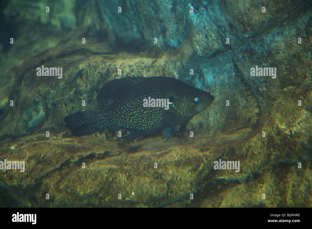 BLACK CRAPPIE SWIMMING SUSPENDED NEAR ROCKY SHELF STRUCTURE FISH