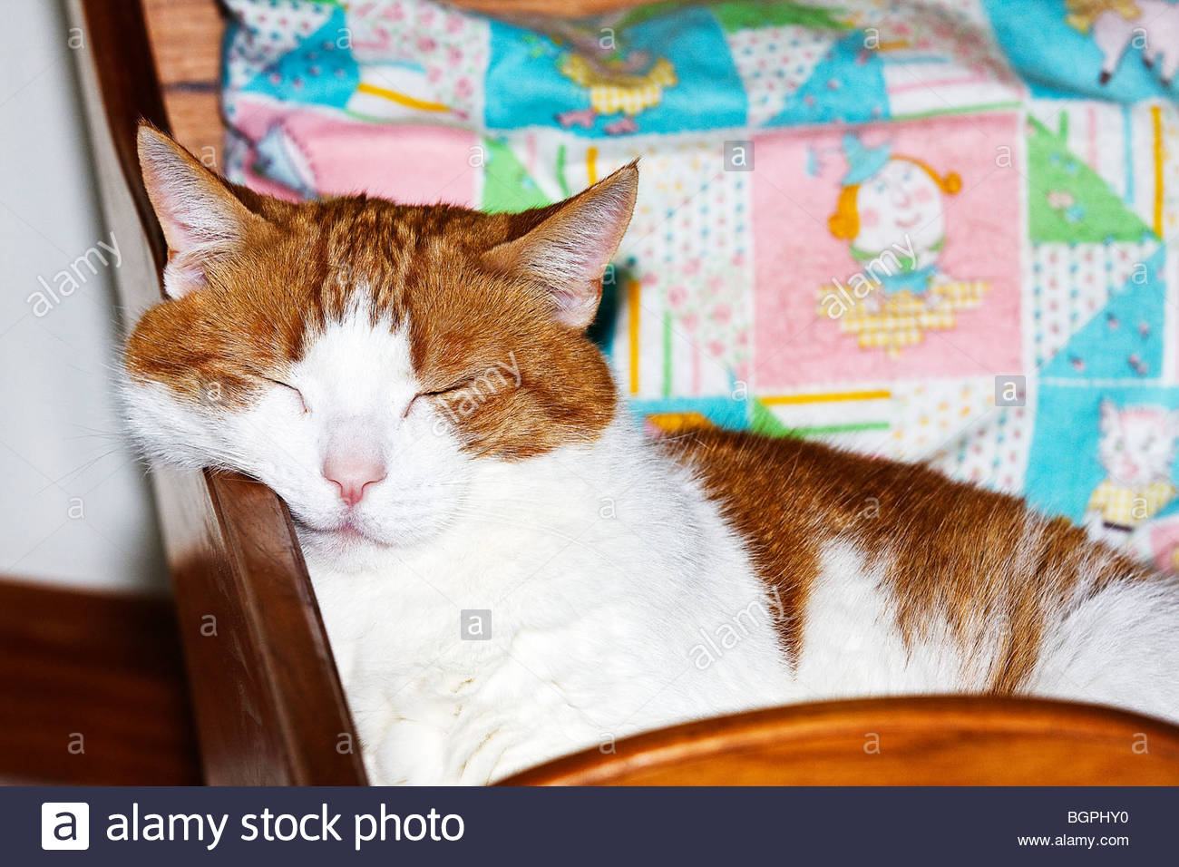 Domestic Orange Tiger With White Short Haired Cat Sleeping In