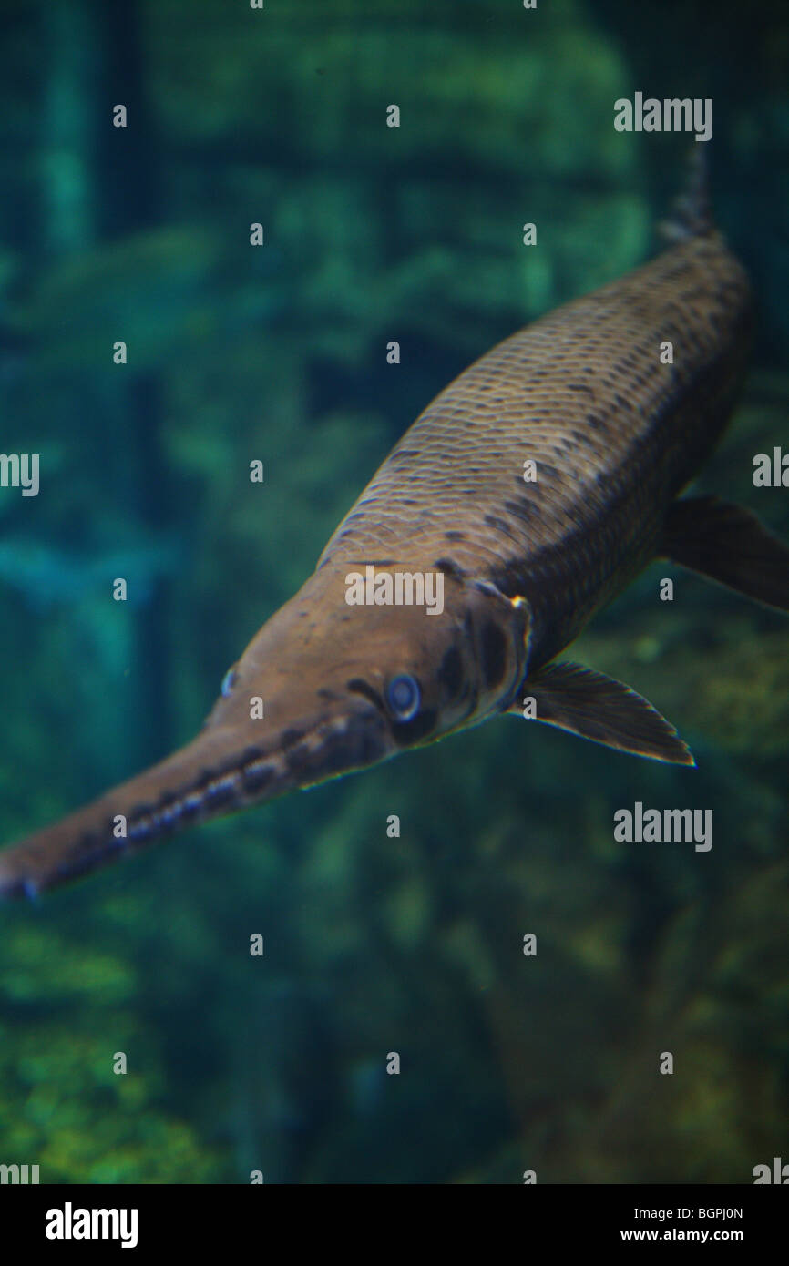 HEAD ON VIEW OF SPOTTED GAR SWIMMING IN NATURAL HABITAT ALIGATOR TEETH  Stock Photo
