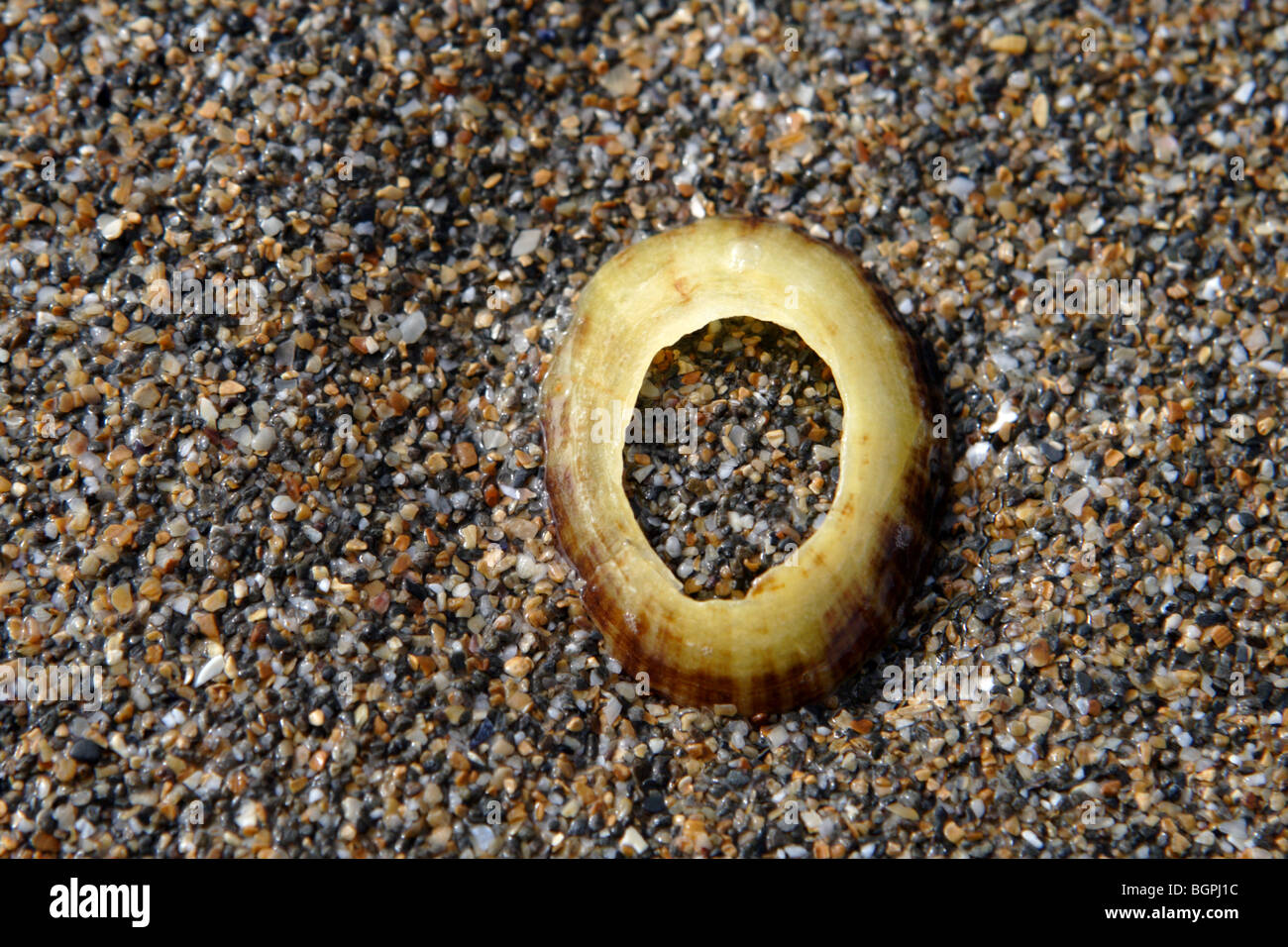 A limpet shell with a hole in it sits on the sand at widemouth bay bude north cornwall Stock