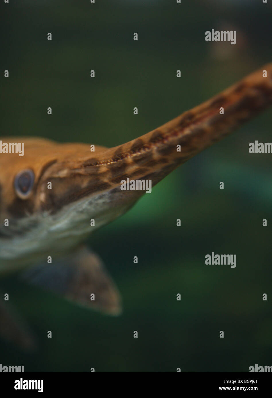 CLOSEUP ZOOM VIEW OF SPOTTED GAR SNOUT AND TEETH FISH HABITAT Stock Photo