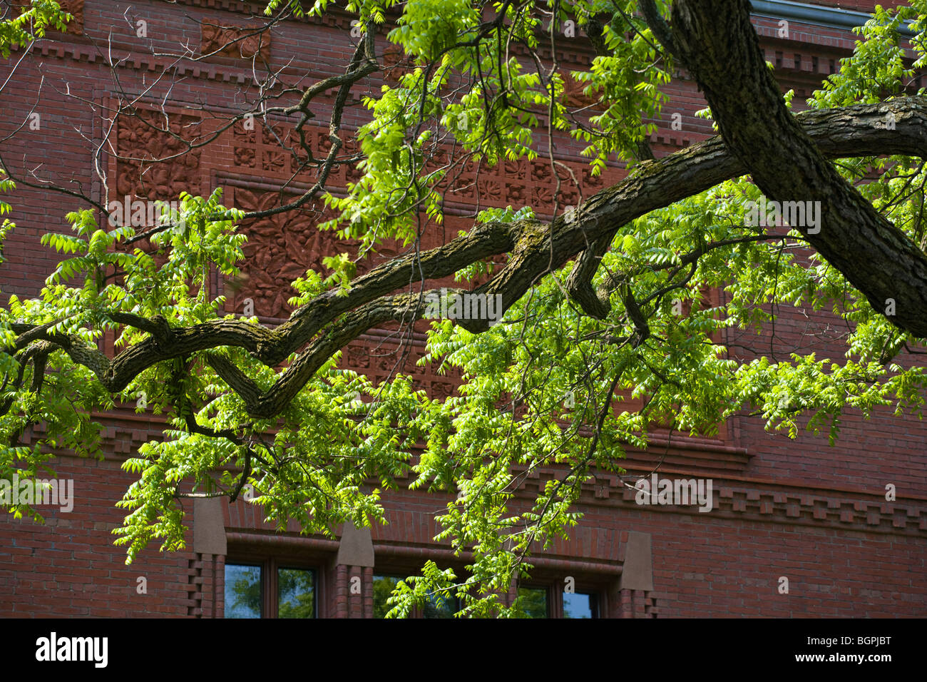 A tree in spring at HARVARD UNIVERSITY - CAMBRIDGE, MASSACHUSETTS Stock Photo