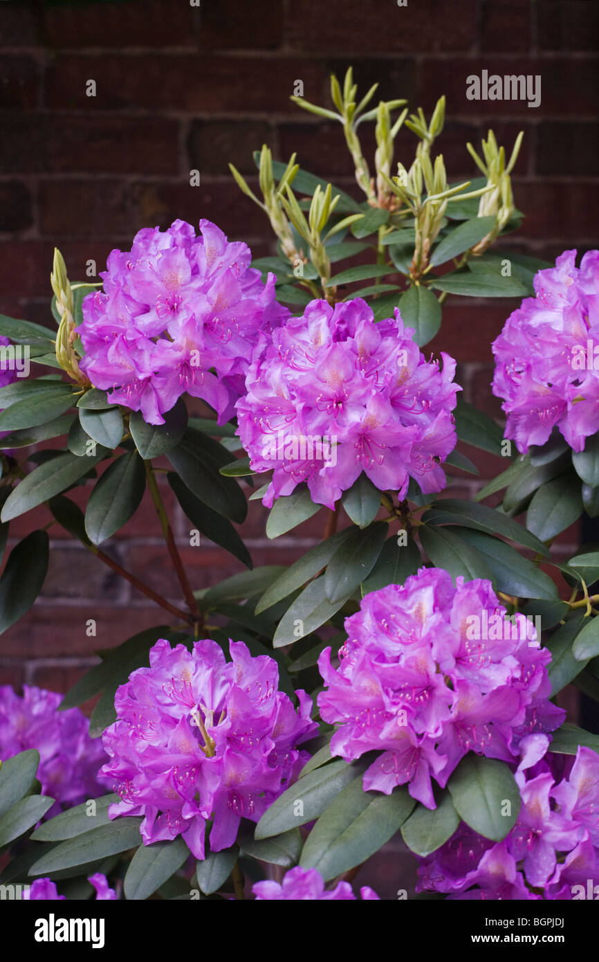 PURPLE RHODODENDRON in bloom along the side of MEMORIAL CHURCH at HARVARD UNIVERSITY - CAMBRIDGE, MASSACHUSETTS Stock Photo