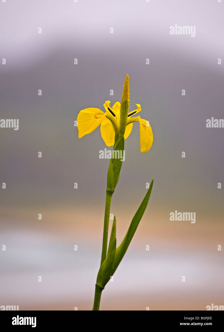 Yellow flag iris, Isle of Colonsay, Scotland Stock Photo