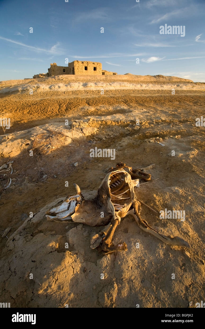 Decaying carcass of a cow on the outskirts of Siwa Town, Siwa Oasis, Egypt Stock Photo