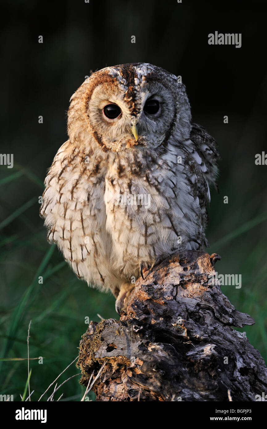 Tawny owl (Strix aluco) perched on tree stump in meadow at forest edge, England, UK Stock Photo