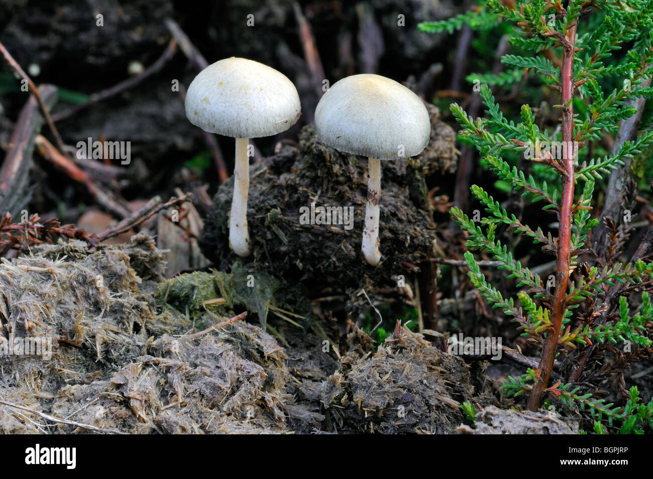 Dung roundhead / halfglobe mushroom / hemispheric stropharia (Protostropharia semiglobata / Psilocybe semiglobata) Stock Photo
