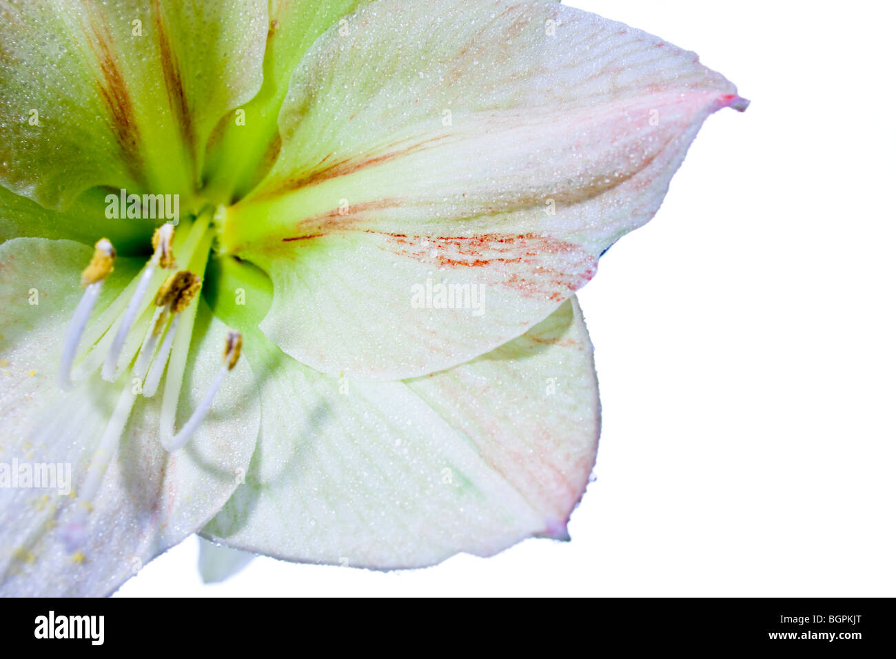 'Limona' Hippeastrum, Amaryllis (Hippeastrum x hortorum) Stock Photo