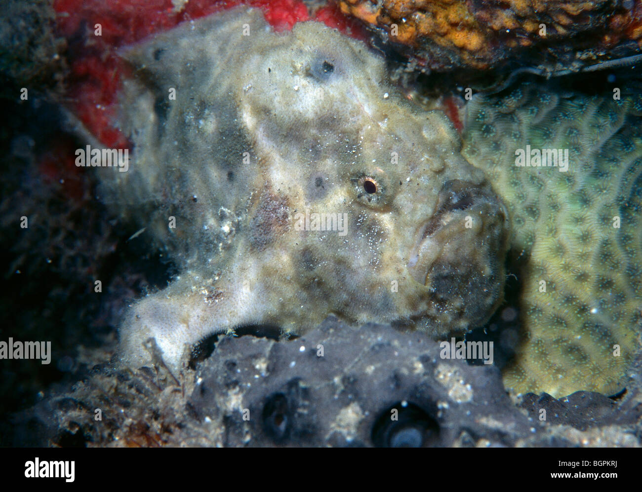 Longlure Frogfish (Antennarius multiocellatus) Stock Photo