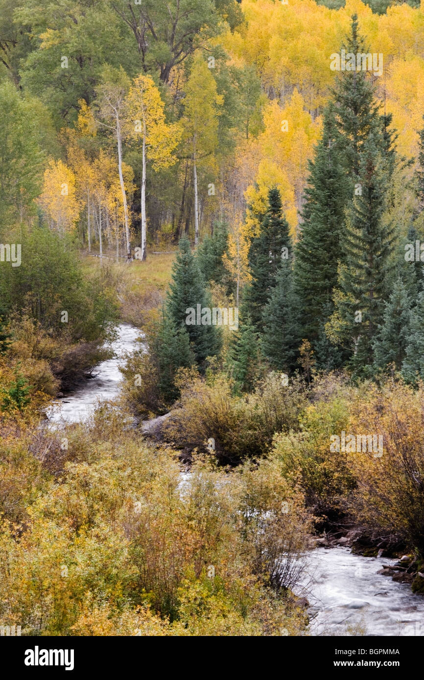 Aspen fir hi-res stock photography and images - Alamy