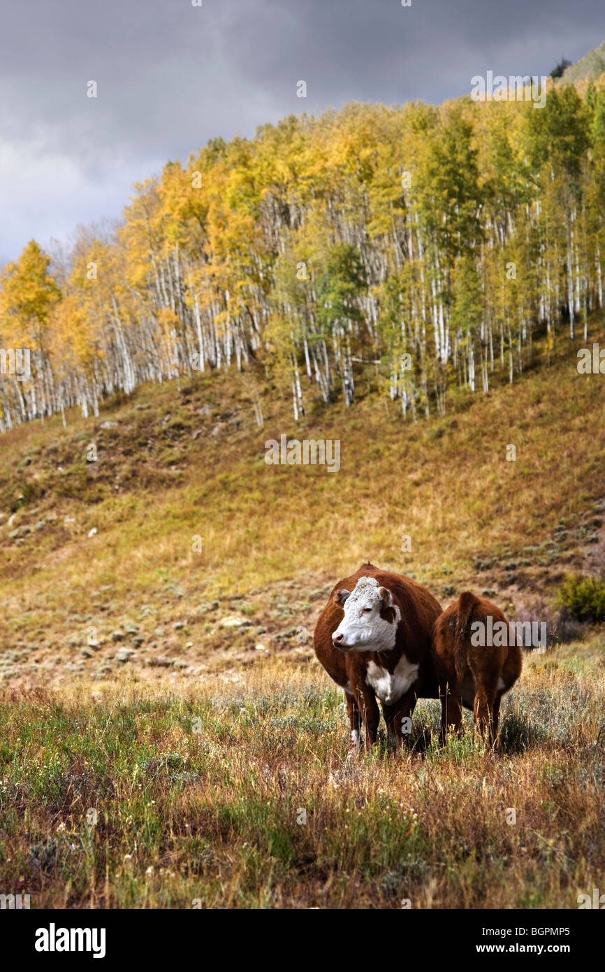 Cow in a field with its calf just behind it and Aspen trees on a hill in the background. Stock Photo