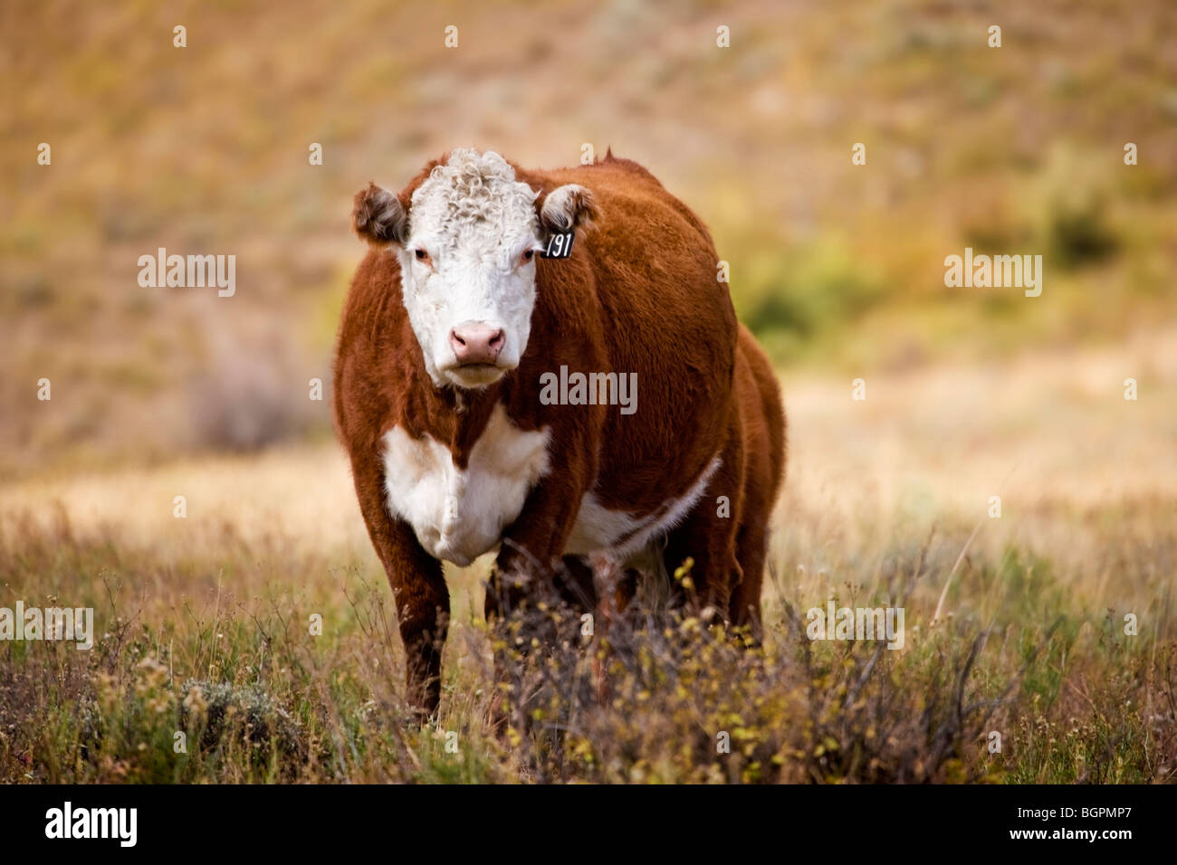 Cow in a field and staring straight at the viewer and its calf just behind it. Shallow depth of field with only the cow in focus Stock Photo