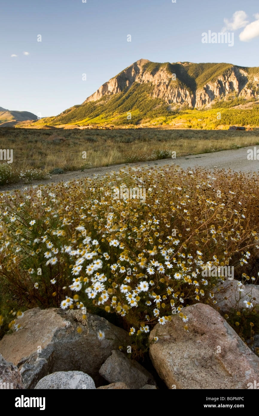 Crested Butte (in the background) with wildflowers growing over a few rocks in the foreground Stock Photo