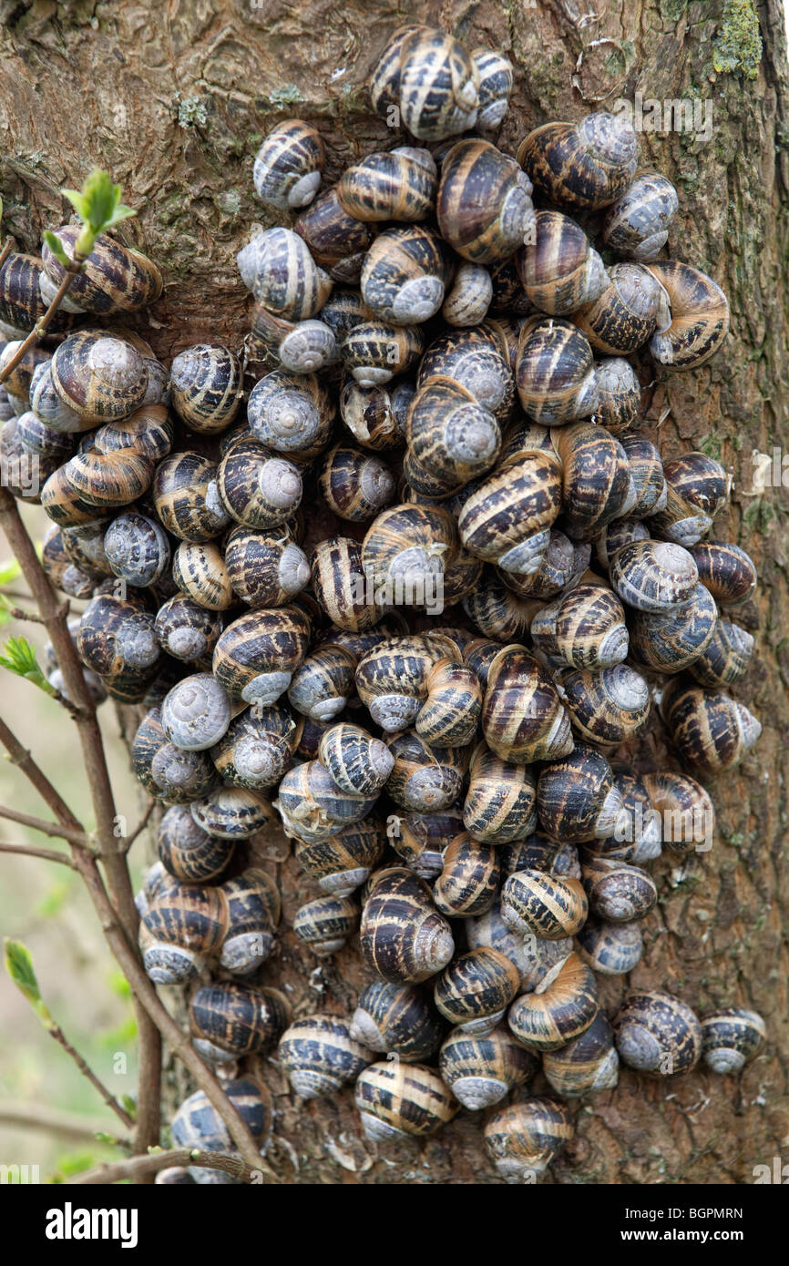 mass of snails on tree trunk Stock Photo