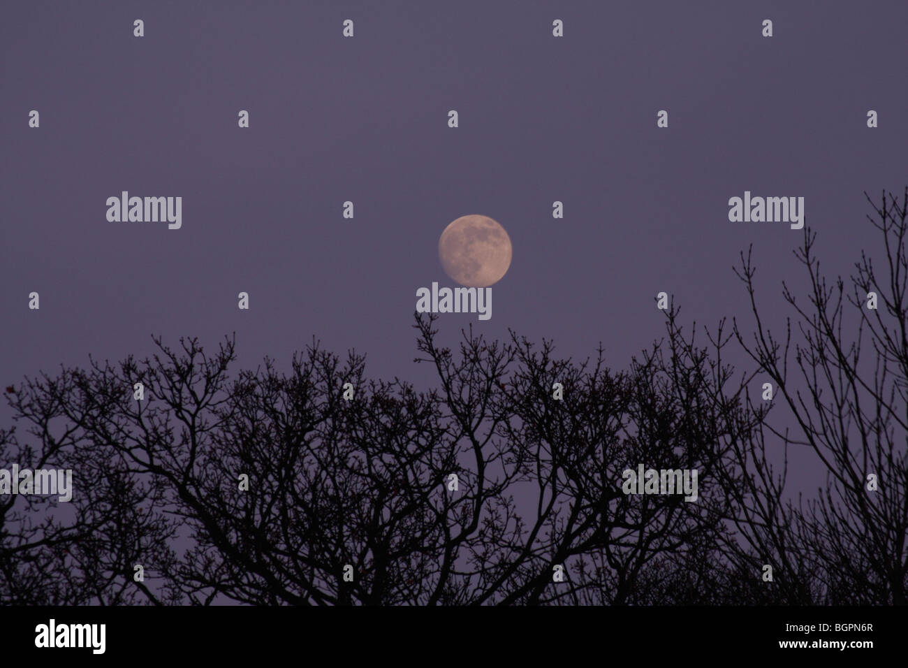 Almost full Moon over trees. Stock Photo