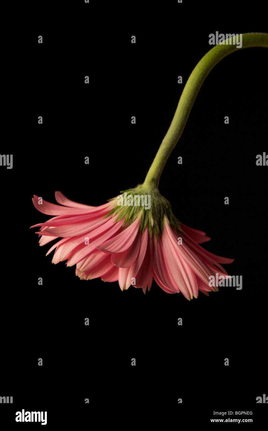 a pink Gerbera daisy drooping down in the final stages of bloom Stock