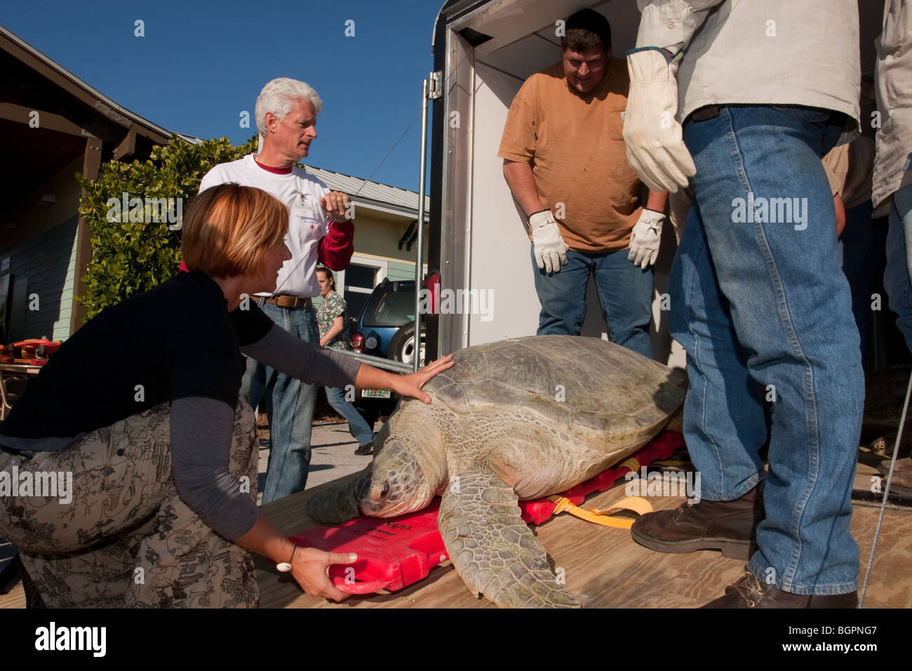 Cold stunned sea turtles in Florida January 2010 Stock Photo - Alamy