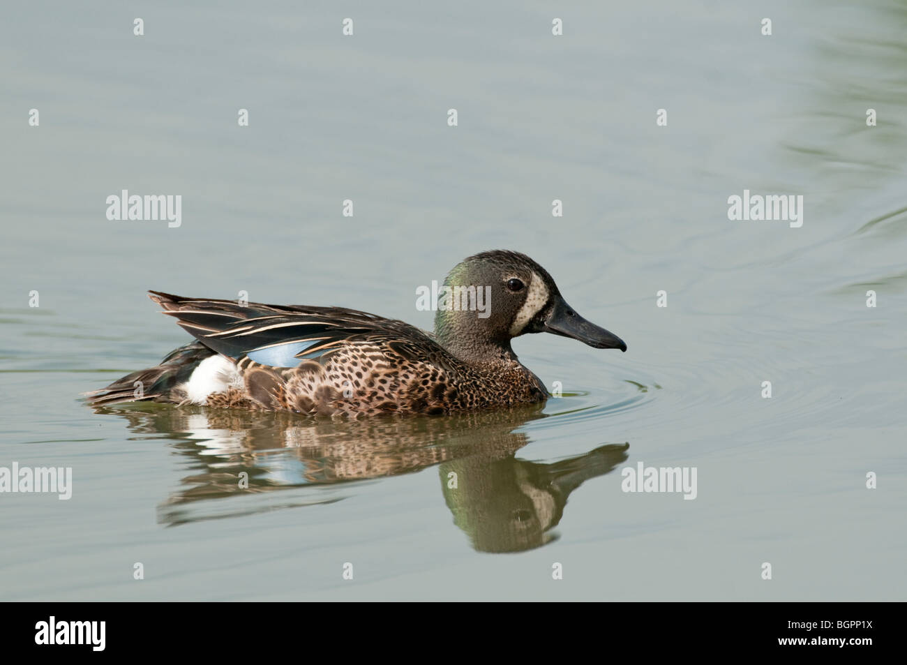 Blue-winged teal swimming in a pond Stock Photo