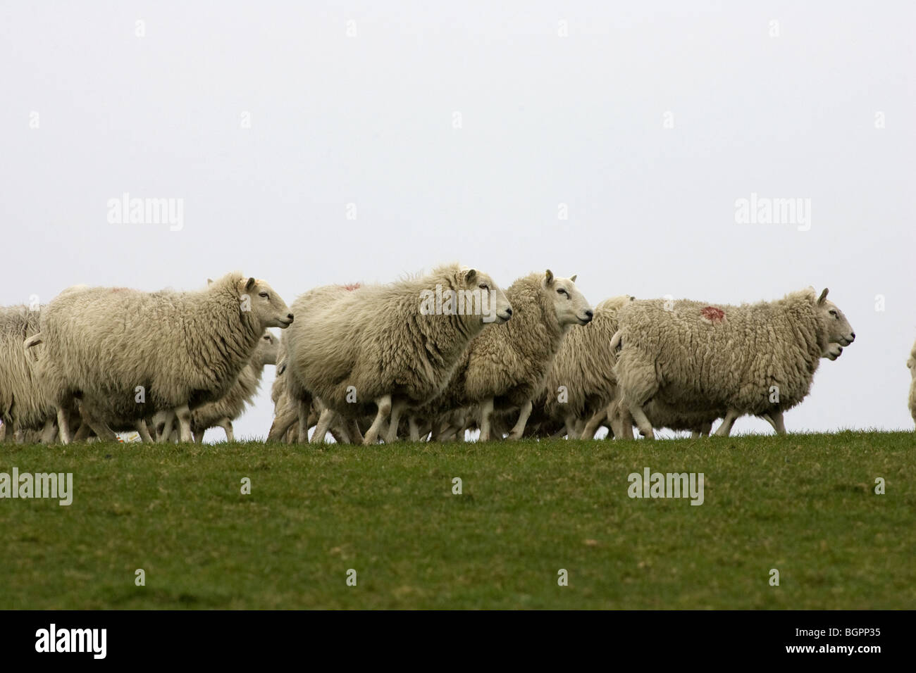 Sheep On A Hillside Stock Photo